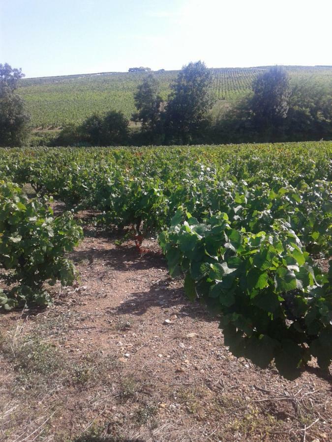 La Maison Des Vignes Charentay Zewnętrze zdjęcie