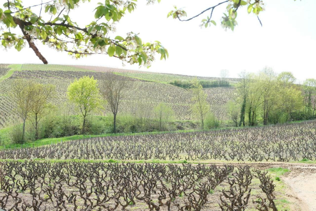 La Maison Des Vignes Charentay Zewnętrze zdjęcie